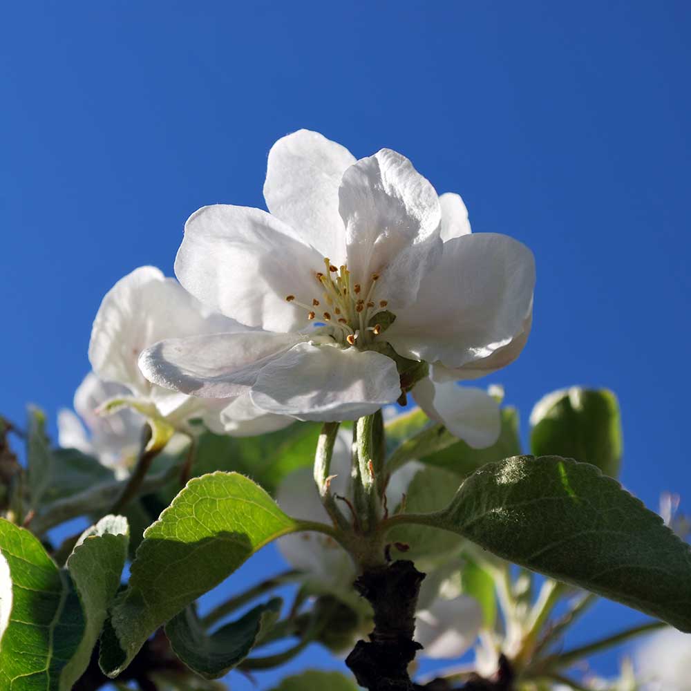 ÄPPELBLOM (Apple Blossom) L korvakorut-1433